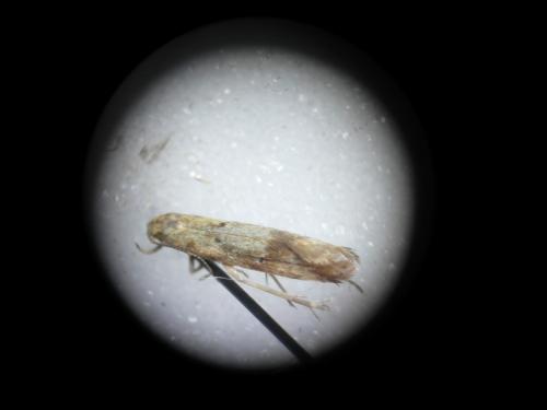 Brachmia blandella